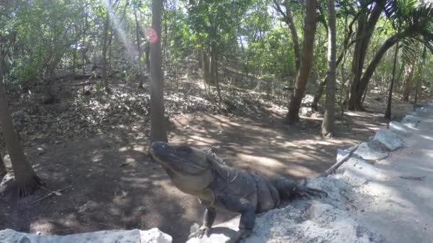 Iguane Repose Soleil Sur Les Ruines Mayas Près Cancun Mexique — Video