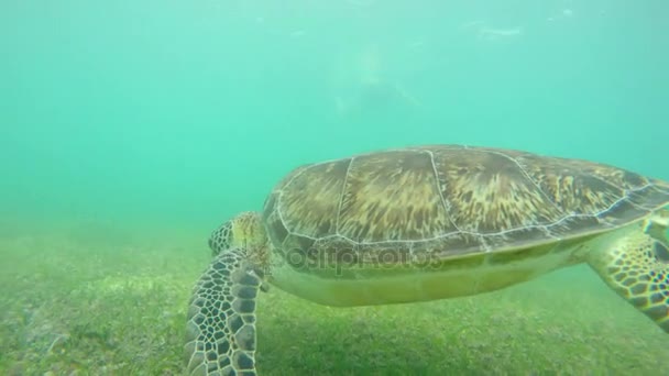 Underwater Shot Sea Turtle Tropical Blue Ocean Water — Stock Video