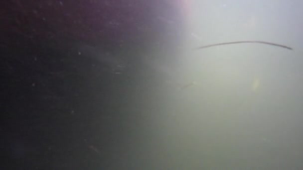 Colpo Subacqueo Grande Barca Pesca Oceanica Acqua — Video Stock