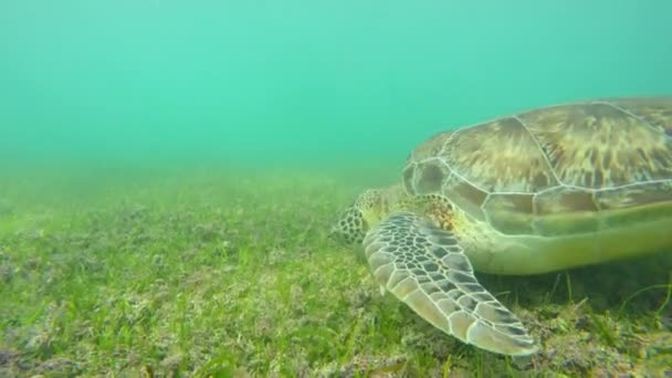 Una Inyección Submarina Tortugas Marinas Aguas Tropicales Del Océano Azul — Vídeos de Stock