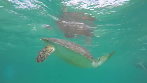 Красива Морська Черепаха Пірнає Під Водою Океані — стокове відео