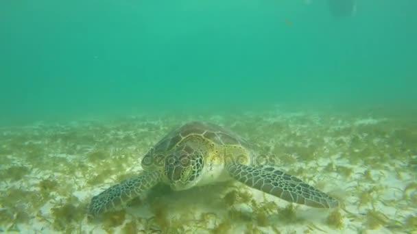 Mooie Zeeschildpad Zee Eten Onkruid Onder Water Oceaan — Stockvideo