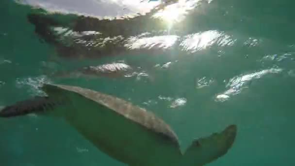 Mooie Zeeschildpad Onderwater Zwemmen Oceaan — Stockvideo