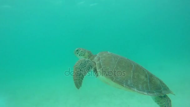 Mooie Zeeschildpad Onderwater Zwemmen — Stockvideo