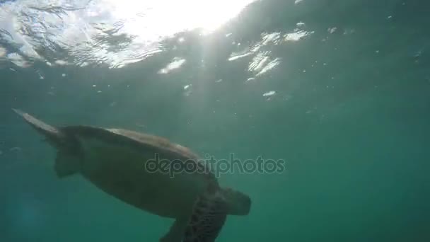 Δροσερή Θαλάσσια Χελώνα Τρώει Κολύμβηση Υποβρύχια Μέσα Στον Ωκεανό — Αρχείο Βίντεο