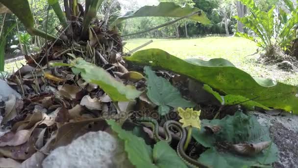 Πράσινο Φίδι Στο Πάτωμα Ζούγκλα — Αρχείο Βίντεο