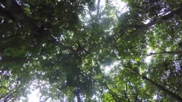 Πρωτου Προσωπου Περπατώντας Κάτω Από Ένα Πράσινο Καταπράσινης Ζούγκλας Του — Αρχείο Βίντεο