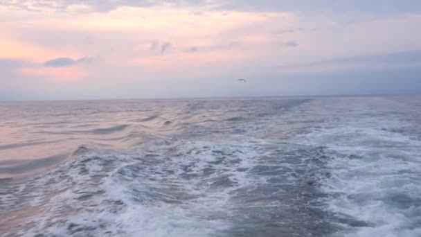加拿大新斯科舍省的海鸥飞过海洋时的慢动作 — 图库视频影像