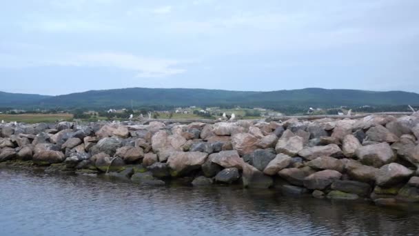 Slow Motion Seagulls Fly Ocean Harbor Nova Scotia Canada — Stock Video