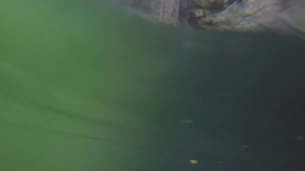 Underwater Shot Beautiful Deep Cenote Balaam Mayan Ruins — Stock Video