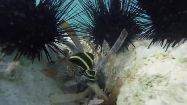 死んでサンゴ礁を付近の美しい熱帯魚の水泳の水中撮影 — ストック動画