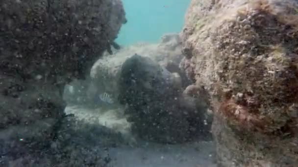 Inyección Submarina Peces Tropicales Nadando Cerca Arrecife Muerto — Vídeos de Stock