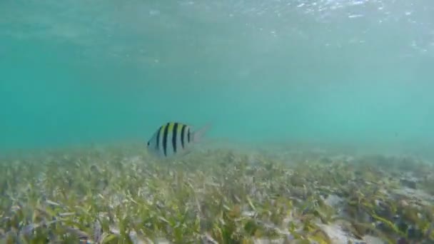 Underwater Shot Beautiful Tropical Fish Swimming Dying Reef — Stock Video