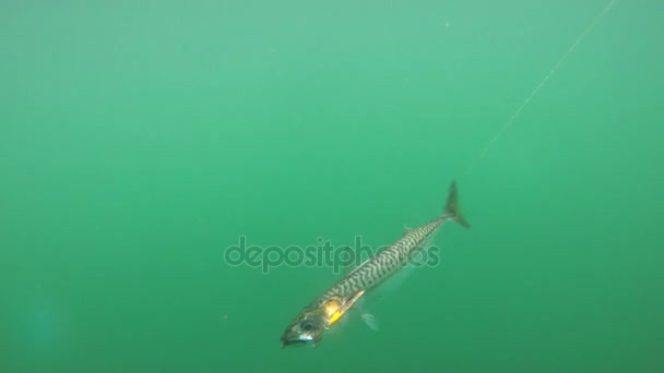 鱼钩上的鲭鱼水下射击 — 图库视频影像