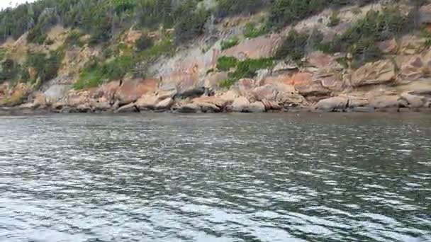 Robbe Schläft Und Schwimmt Der Felsigen Inselküste Von Kap Breton — Stockvideo