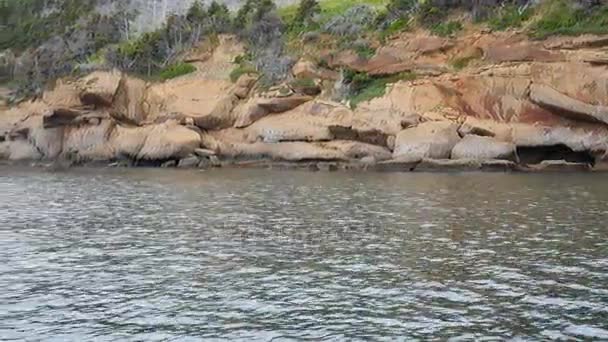 Robbe Schläft Und Schwimmt Der Felsigen Küste Von Kap Breton — Stockvideo