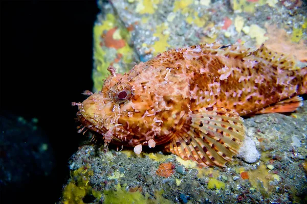 Scorpionfish (scorpora). Akdeniz. Menorca