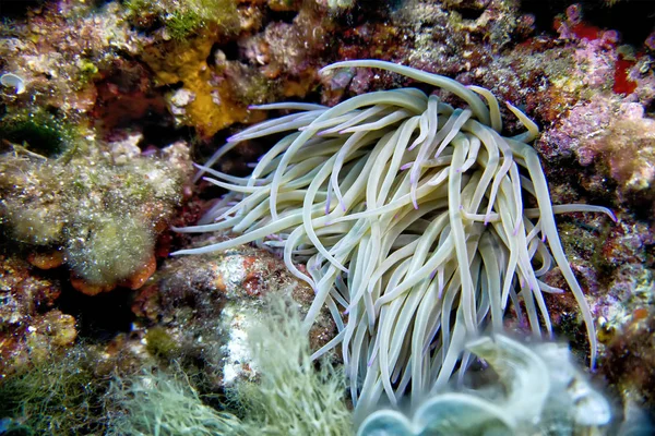 Beadlet anemon, Actinia equina