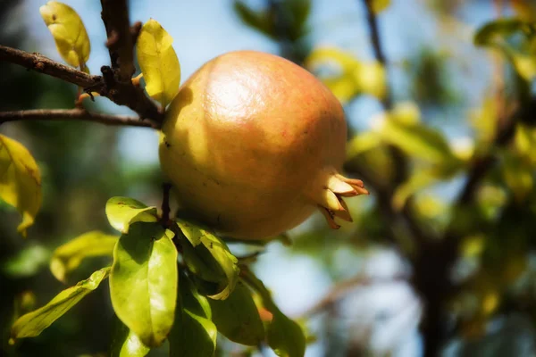 Gökyüzüne karşı nar