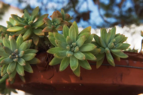 Echeveria elegans (Meksika kar topu, Meksika mücevher, beyaz Meksikalı gül) 