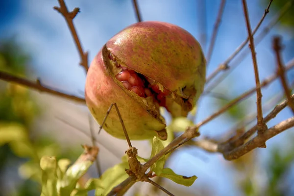Gökyüzü olgun nar