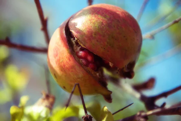 Gökyüzü olgun nar