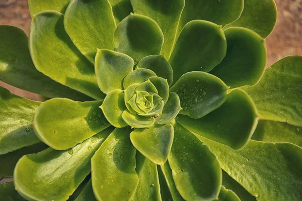 Echeveria elegans (Meksika kar topu, Meksika mücevher, beyaz Meksikalı gül) familyasına ait çiçekli bitki Crassulaceae ailesindeki yarı çöl alanları Meksika'e.