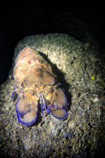 Akdeniz'de Cigala (scyllarus kutup)