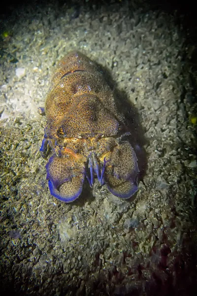 Akdeniz'de Cigala (scyllarus kutup)