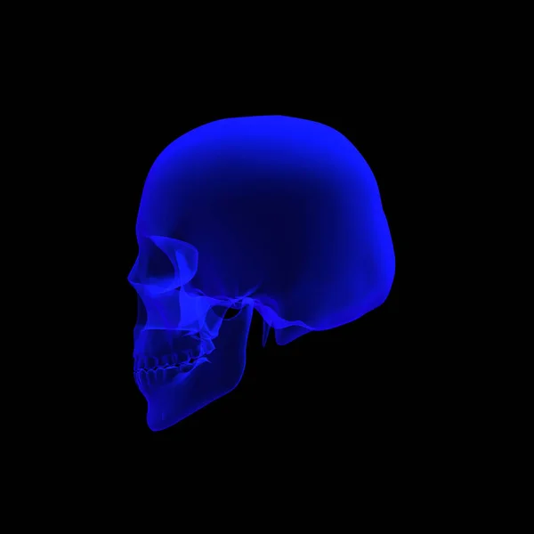 3D rendering of human skull — Stock Photo, Image