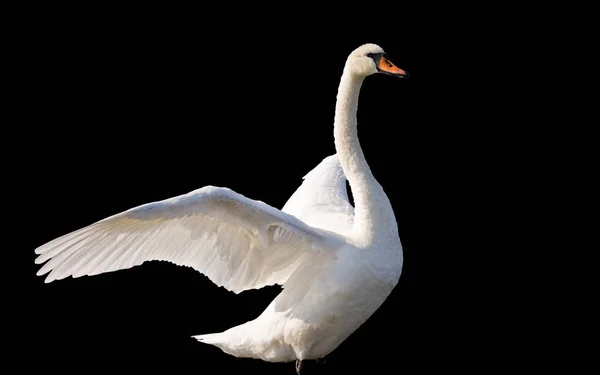 Swan isolated on black — Stock Photo, Image