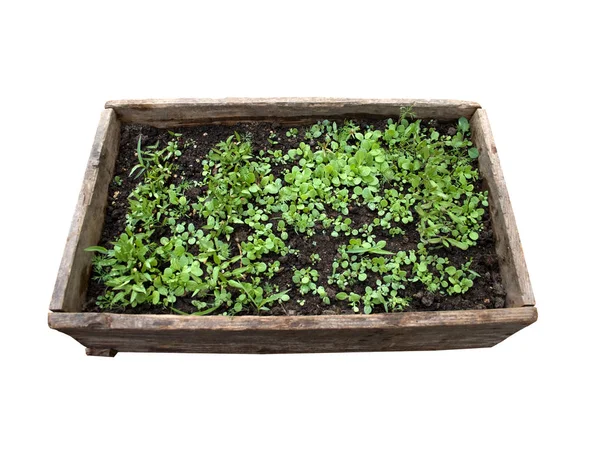 Wood box with wet young plants — Stock Photo, Image