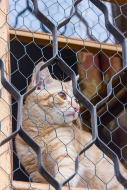 Kırmızı kedi pencerenin üzerinde oturan ve siyah ızgara ile bakıyor.