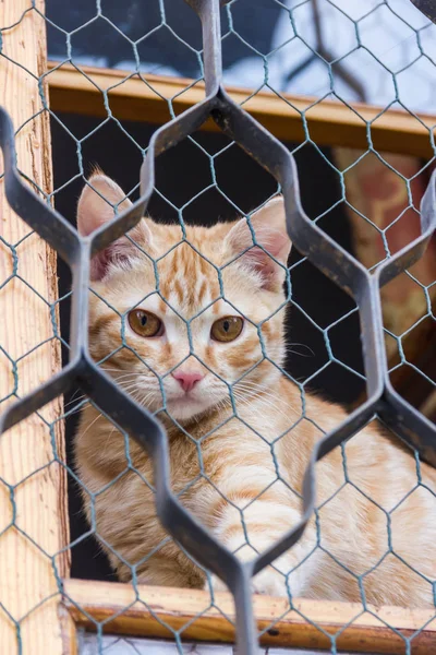 Kırmızı kedi pencerenin üzerinde oturan ve siyah ızgara ile bakıyor.