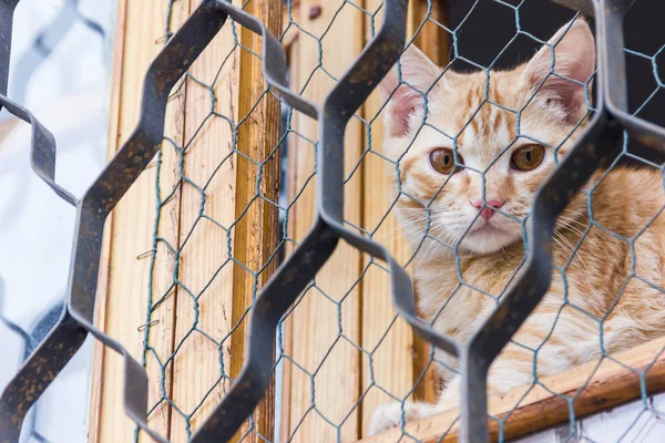 Kırmızı kedi pencerenin üzerinde oturan ve siyah ızgara ile bakıyor.