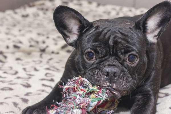 Siyah Fransız bulldog köpek oyuncak çiğneme. Kanepede yatıyor