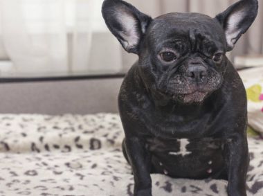 Üzülmüş kanepede oturan siyah Fransız bulldog köpek