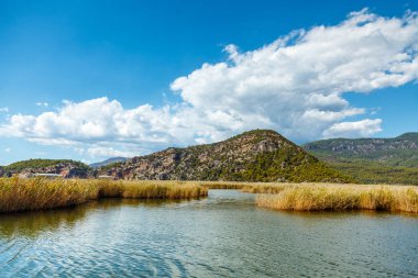 Göl Köyceğiz muhteşem manzaraya. Köpekler. Mavi clou