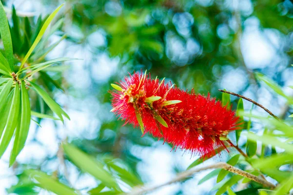 Fiori rossi Pohutukawa fioriscono nel mese di settembre a Marm Immagine Stock