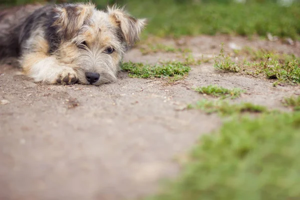 Un pequeño perro negro gris yace cerca de su casa — Foto de Stock