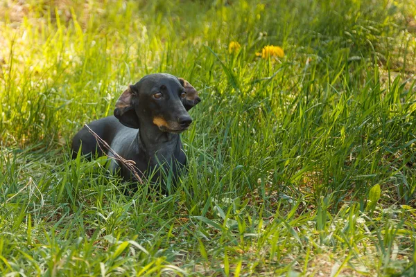 Cão pequeno preto Dachshund senta-se na grama verde ao ar livre — Fotografia de Stock