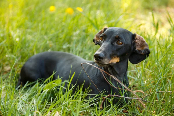 Negro perro pequeño Dachshund se sienta en la hierba verde al aire libre — Foto de Stock