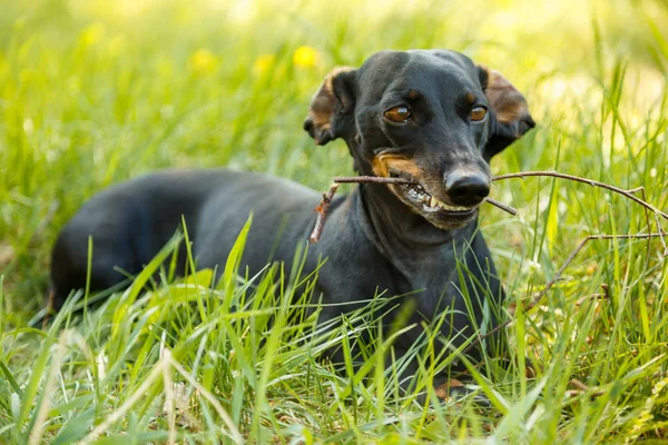 Negro perro pequeño Dachshund se sienta en la hierba verde al aire libre y roe — Foto de Stock