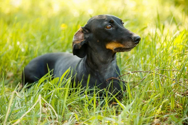 Negro perro pequeño Dachshund se sienta en la hierba verde al aire libre — Foto de Stock