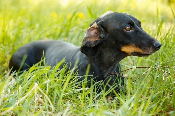 Negro perro pequeño Dachshund se sienta en la hierba verde al aire libre — Foto de Stock