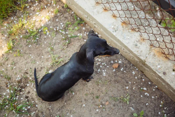 Negro perro pequeño Dachshund se sienta en la hierba verde al aire libre cerca de una fe — Foto de Stock