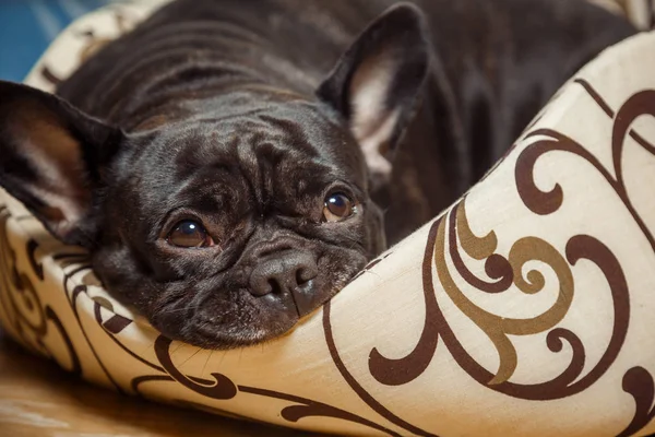 A black French bulldog lies on a soft sleeping place. A pet is i Stock Photo