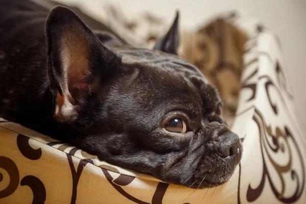 Un bulldog francese nero giace su un morbido posto letto. Un animale domestico è io Fotografia Stock