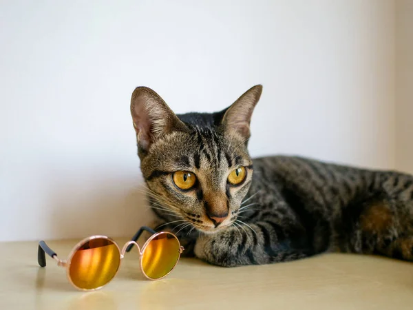 Mini Gafas Sol Para Mascotas Pequeñas Tira Gato Tabby Suelo — Foto de Stock