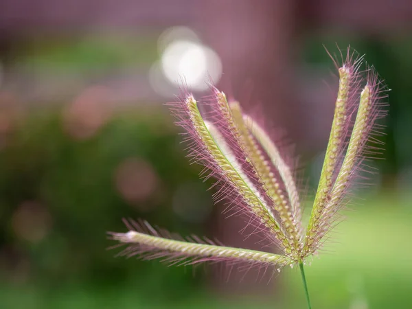 Pembe Kırlangıç Parmak Çimen Çiçeği